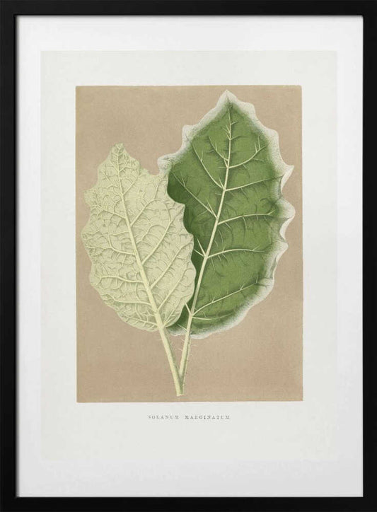 Green Solanum Marginatum Leaf Illustration - Art Print by Les Plantes a Feuillage Colore