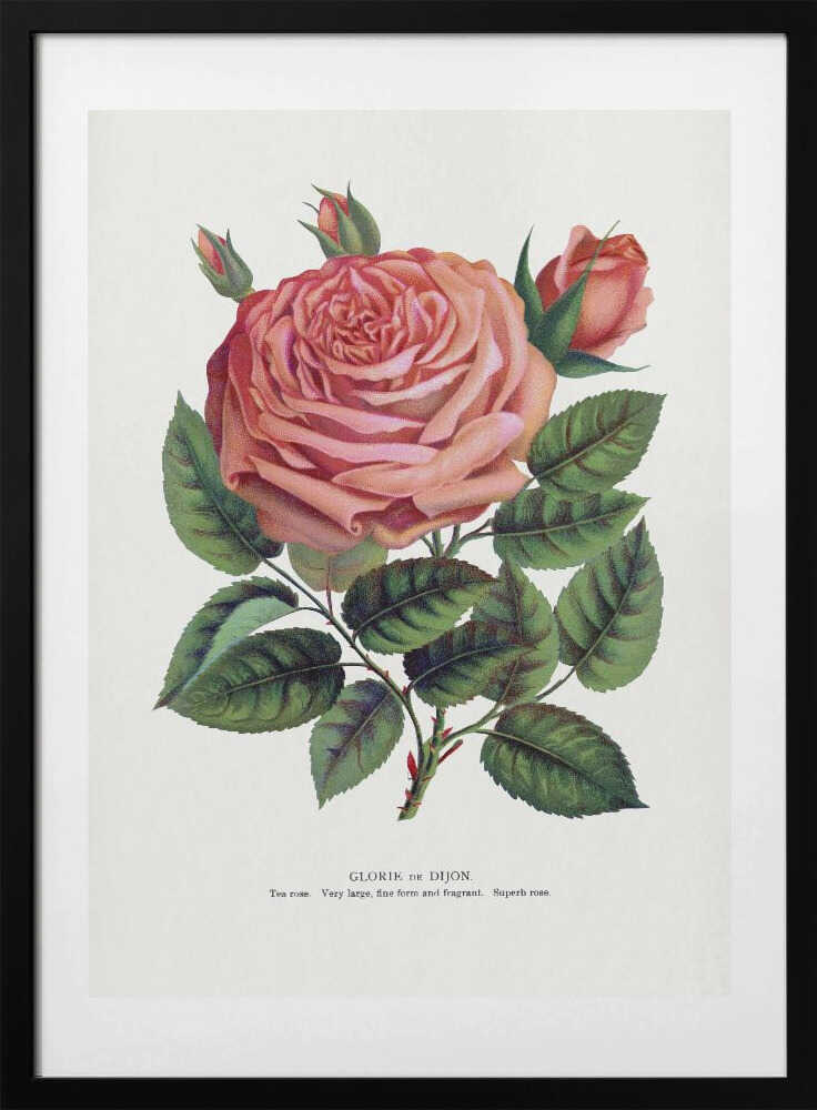 Pink Rose, Glorie De Dijon Lithograph - Art Print by Botanical Specimen Rochester Lithographing
