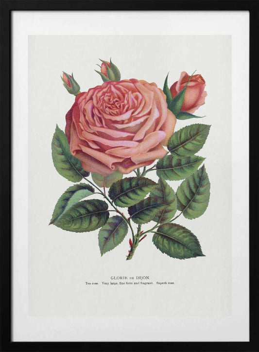 Pink Rose, Glorie De Dijon Lithograph - Art Print by Botanical Specimen Rochester Lithographing