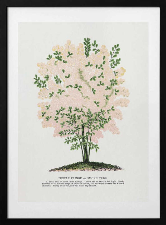 Purple Fringe Tree Lithograph - Art Print by Botanical Specimen Rochester Lithographing