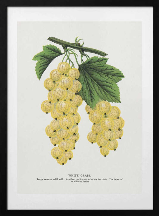 White Grape Lithograph - Art Print by Botanical Specimen Rochester Lithographing