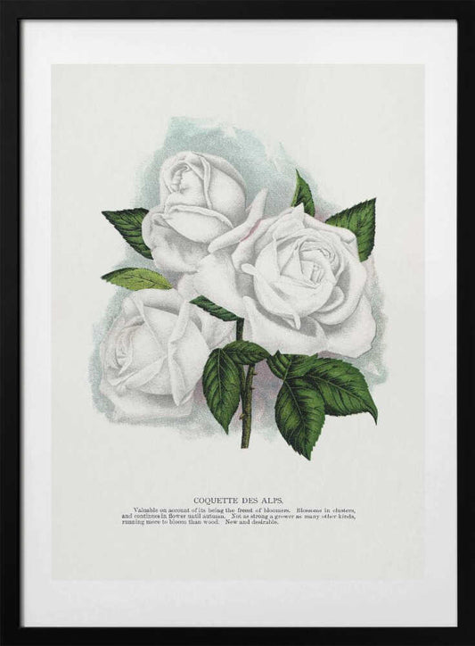 White Rose, Coquette Des Alps Lithograph - Art Print by Botanical Specimen Rochester Lithographing