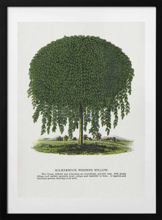 Kilmarnock Weeping Willow Tree Lithograph - Art Print by Botanical Specimen Rochester Lithographing