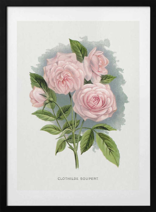 Pink Rose, Clothilde Soupert Lithograph - Art Print by Botanical Specimen Rochester Lithographing