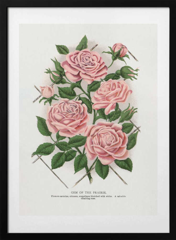 Pink Rose, Gem of the Prairie Lithograph - Art Print by Botanical Specimen Rochester Lithographing