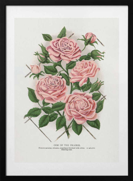 Pink Rose, Gem of the Prairie Lithograph - Art Print by Botanical Specimen Rochester Lithographing