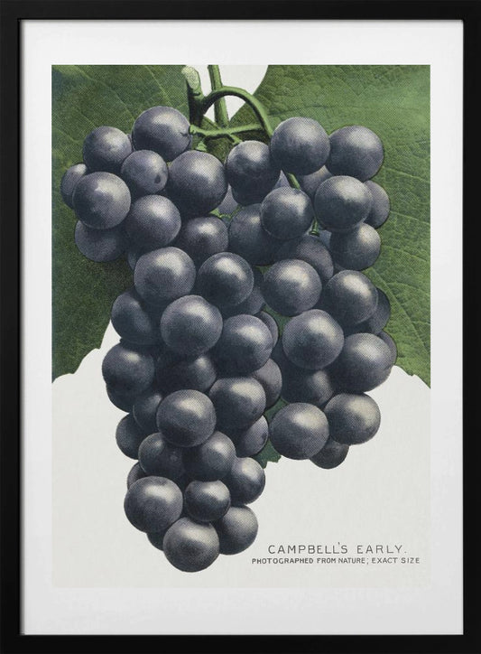 Campbell's Early Grape Lithograph - Art Print by Botanical Specimen Rochester Lithographing