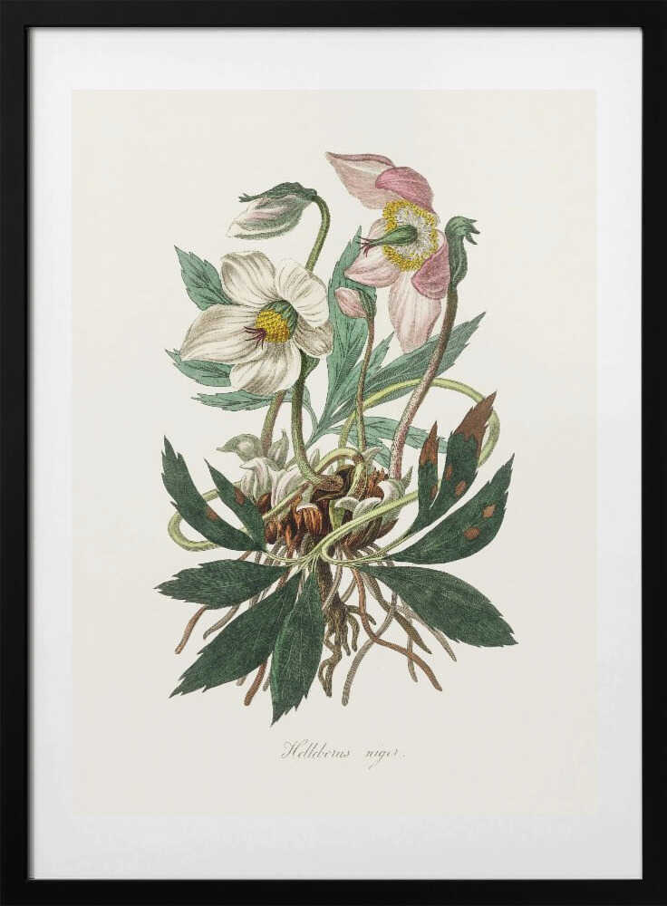 Christmas Rose (helleborus Niger)  Medical Botany - Art Print by John Stephenson and James Morss Churchill