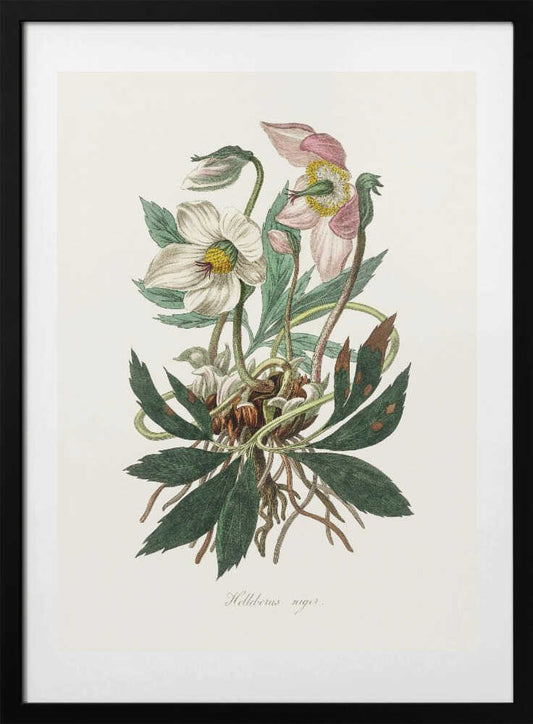 Christmas Rose (helleborus Niger)  Medical Botany - Art Print by John Stephenson and James Morss Churchill