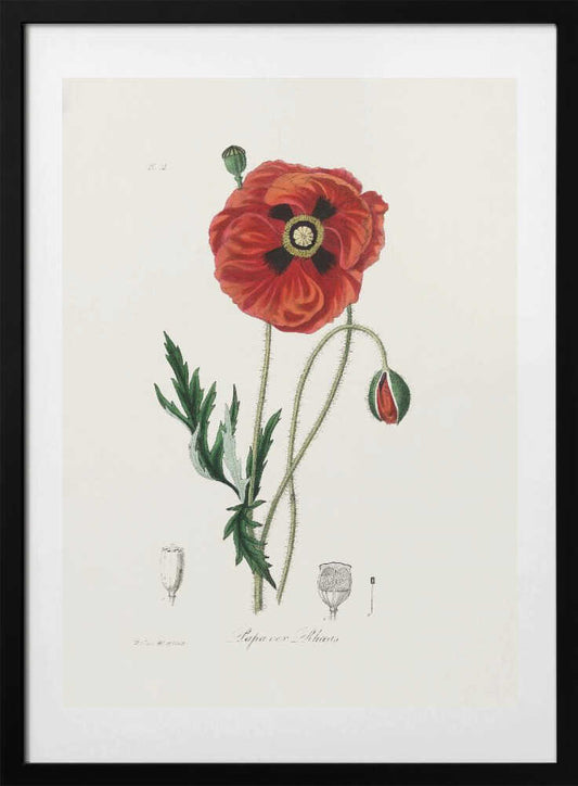Common Poppy (papaver Rhoeas) Medical Botany - Art Print by John Stephenson and James Morss Churchill