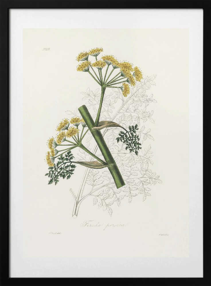 Ferula Persica Medical Botany - Art Print by John Stephenson and James Morss Churchill