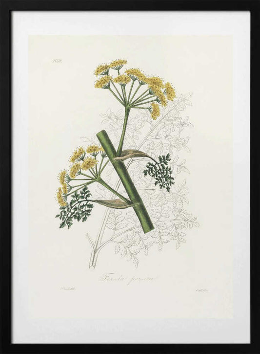 Ferula Persica Medical Botany - Art Print by John Stephenson and James Morss Churchill