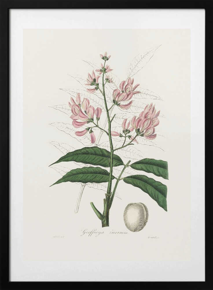 Geoffroya Inermis Medical Botany - Art Print by John Stephenson and James Morss Churchill