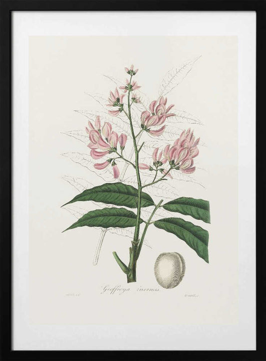 Geoffroya Inermis Medical Botany - Art Print by John Stephenson and James Morss Churchill