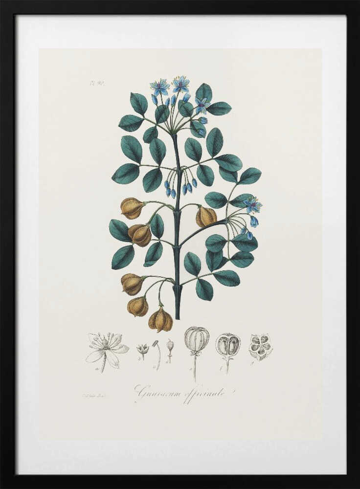 Guaiacwood (guaiacum Officinale) Medical Botany - Art Print by John Stephenson and James Morss Churchill