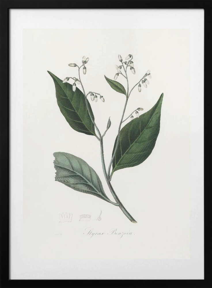 Gum Benjamin Tree (styrax Benzoin Medical Botany - Art Print by John Stephenson and James Morss Churchill