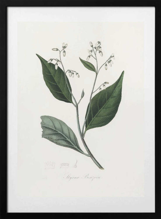 Gum Benjamin Tree (styrax Benzoin Medical Botany - Art Print by John Stephenson and James Morss Churchill