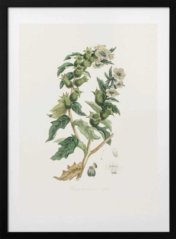 Henbane (hyoscyamus Niger) Medical Botany - Art Print by John Stephenson and James Morss Churchill