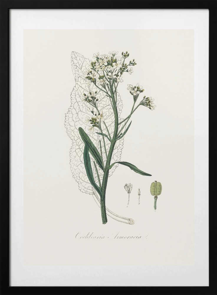 Horseradish (cochlearia Armoracia)  Medical Botany - Art Print by John Stephenson and James Morss Churchill