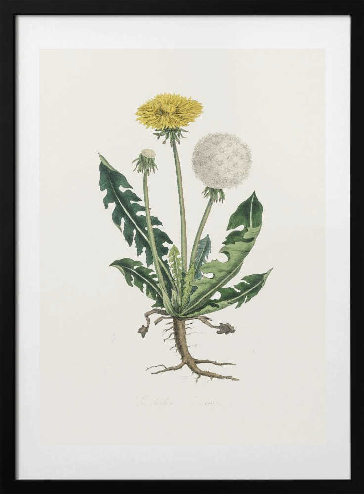 Leontodon Taraxacuma Medical Botany - Art Print by John Stephenson and James Morss Churchill