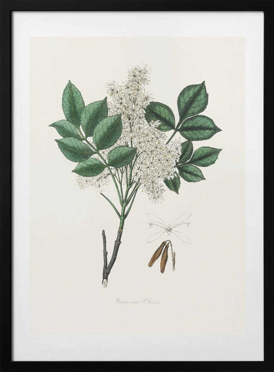 Manna Ash (fraxinus Ornus) Medical Botany - Art Print by John Stephenson and James Morss Churchill