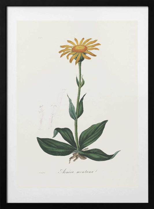 Mountain Arnica (arnica Montana) Medical Botany - Art Print by John Stephenson and James Morss Churchill