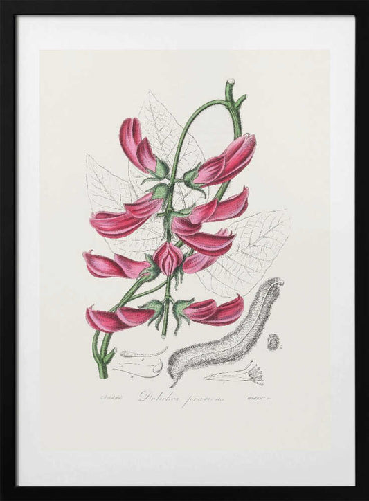 Mucuna Pruriens (dolichos Pruriens) Medical Botany - Art Print by John Stephenson and James Morss Churchill