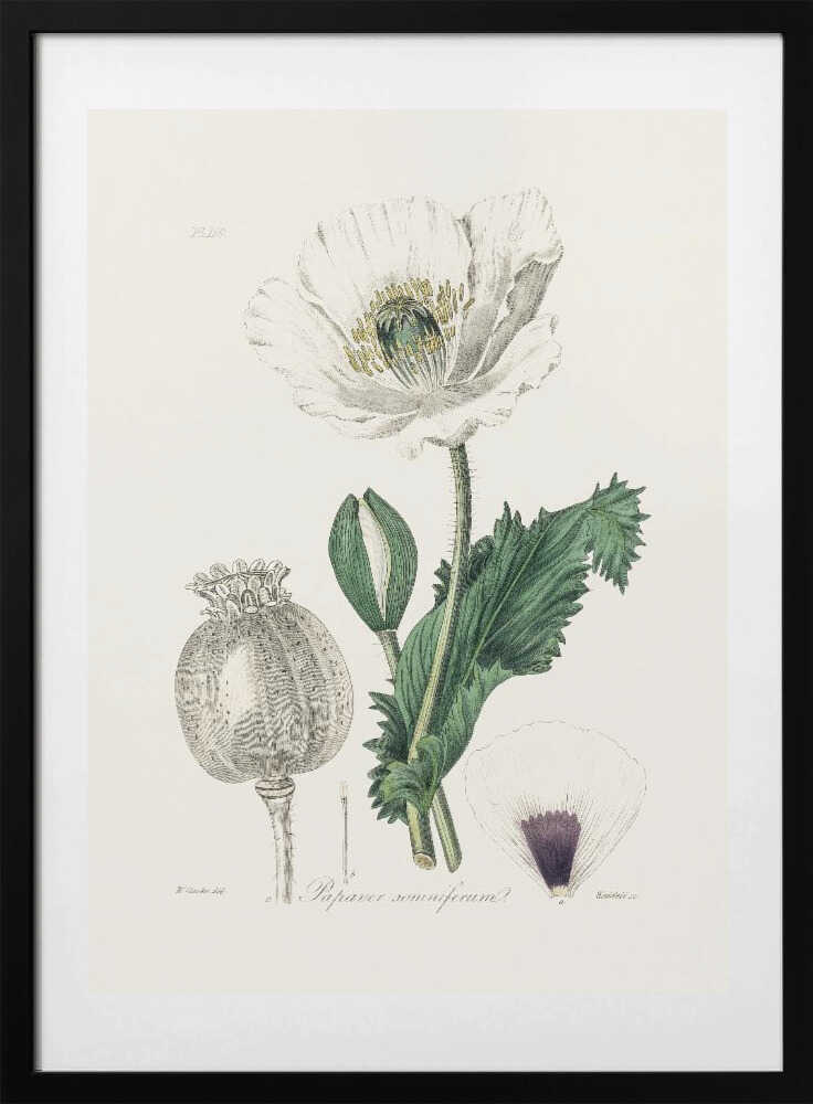 Opium Poppy (papaver Somniferum) Medical Botany - Art Print by John Stephenson and James Morss Churchill