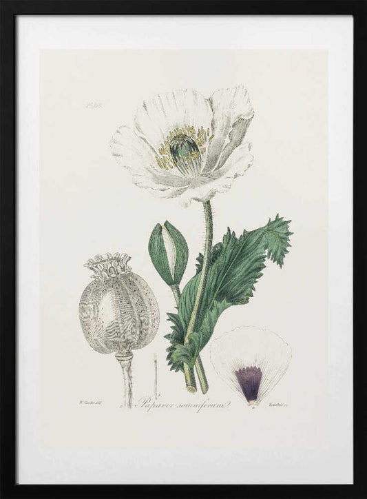 Opium Poppy (papaver Somniferum) Medical Botany - Art Print by John Stephenson and James Morss Churchill