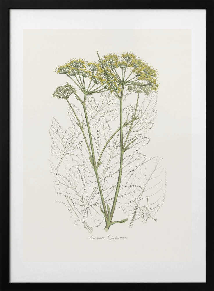 Opobalsam (pastinaca Opopanax)  Medical Botany - Art Print by John Stephenson and James Morss Churchill