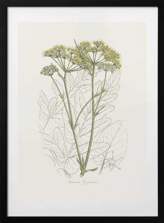 Opobalsam (pastinaca Opopanax)  Medical Botany - Art Print by John Stephenson and James Morss Churchill