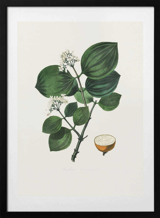 Poison Nu (strychnos Nux Vomica) Medical Botany - Art Print by John Stephenson and James Morss Churchill