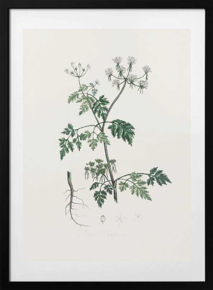 Poison Parsley (aethusa Cynapium) Medical Botany - Art Print by John Stephenson and James Morss Churchill