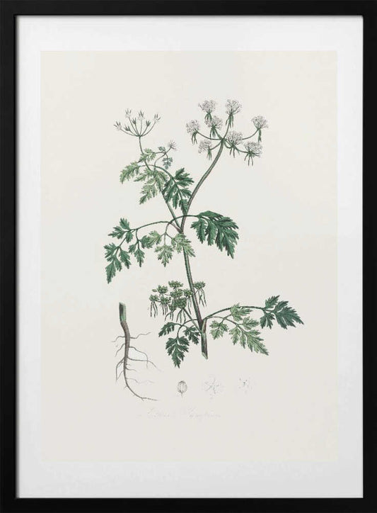Poison Parsley (aethusa Cynapium) Medical Botany - Art Print by John Stephenson and James Morss Churchill