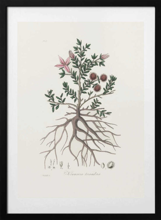 Rhatany (krameria Triandrea) Medical Botany - Art Print by John Stephenson and James Morss Churchill