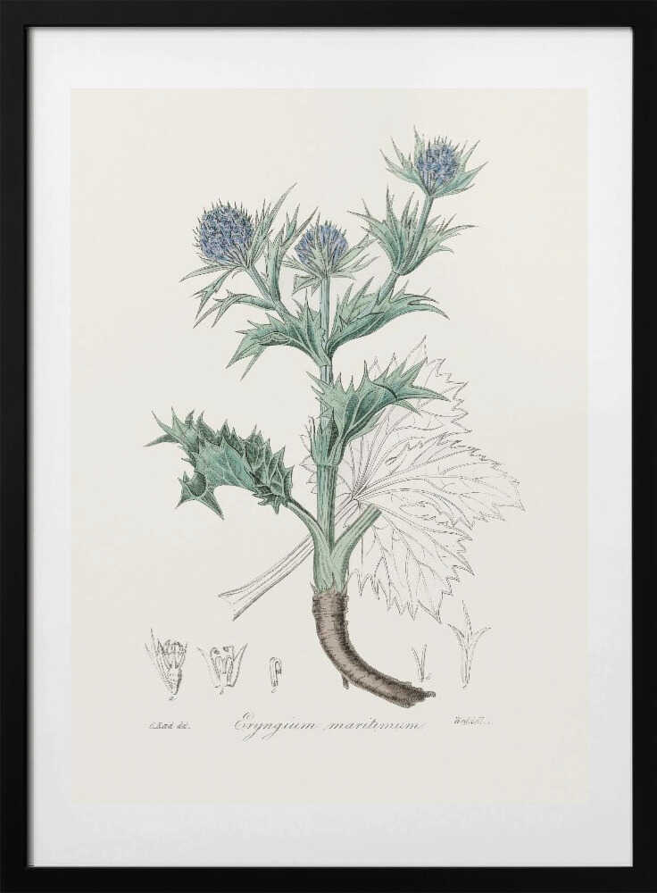 The Sea Holly (eryngium Mmaritimum) Medical Botany - Art Print by John Stephenson and James Morss Churchill