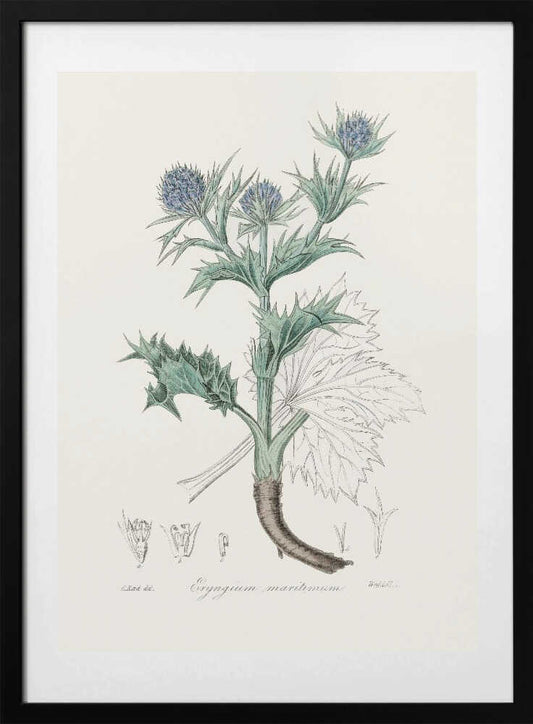 The Sea Holly (eryngium Mmaritimum) Medical Botany - Art Print by John Stephenson and James Morss Churchill