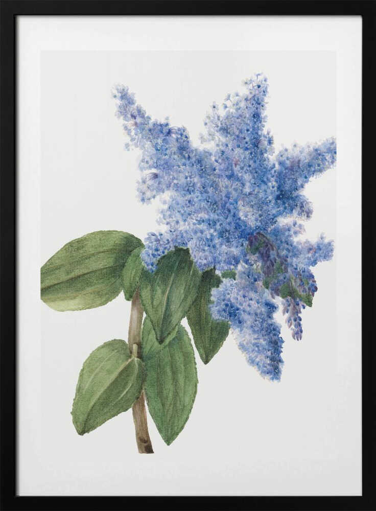 California Lilac (1935) - Art Print by Mary Vaux Walcott