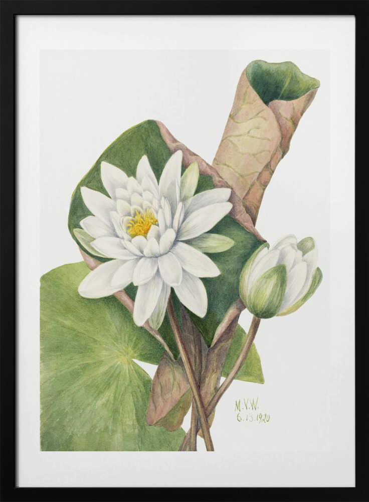 American Waterlily (1920) - Art Print by Mary Vaux Walcott
