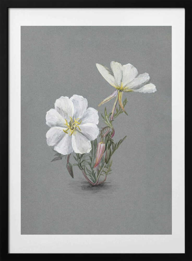 Giant Helleborine (1880) - Art Print by Mary Vaux Walcott