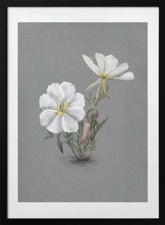 Giant Helleborine (1880) - Art Print by Mary Vaux Walcott