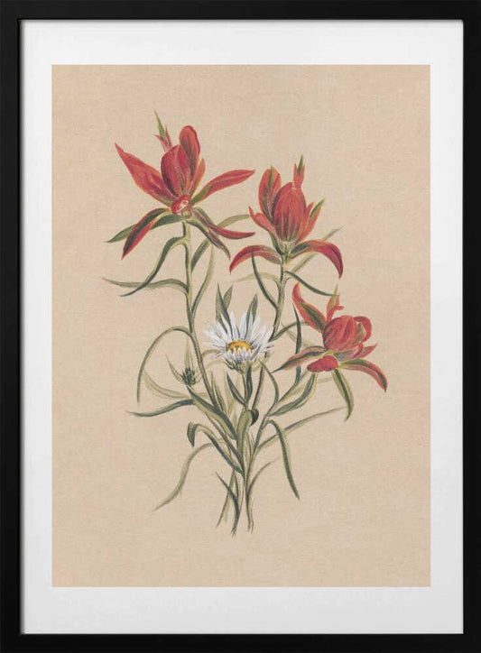 Indian Paintbrush (1883) - Art Print by Mary Vaux Walcott