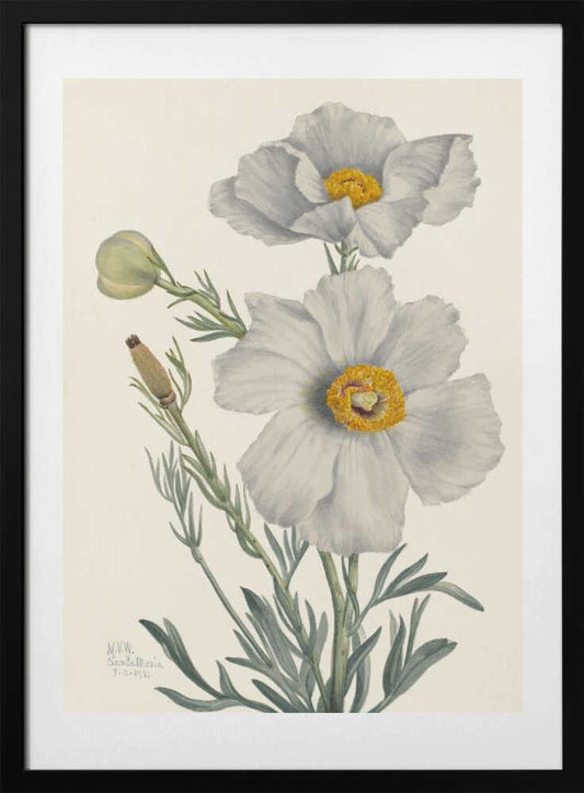 Matilija Poppy - Art Print by Mary Vaux Walcott