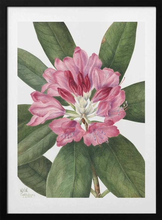 Mountain Rose Bay (1932) - Art Print by Mary Vaux Walcott