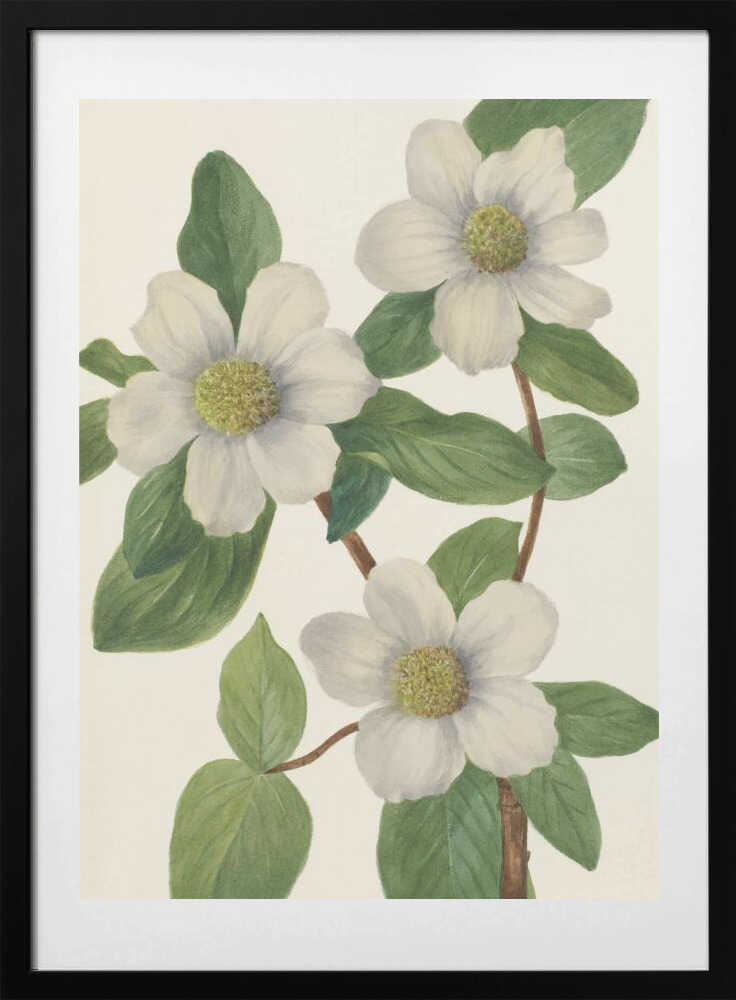 Pacific Dogwood - Art Print by Mary Vaux Walcott