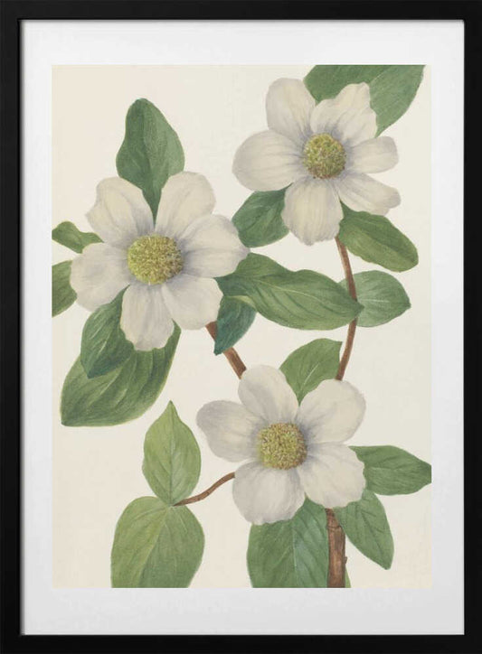 Pacific Dogwood - Art Print by Mary Vaux Walcott