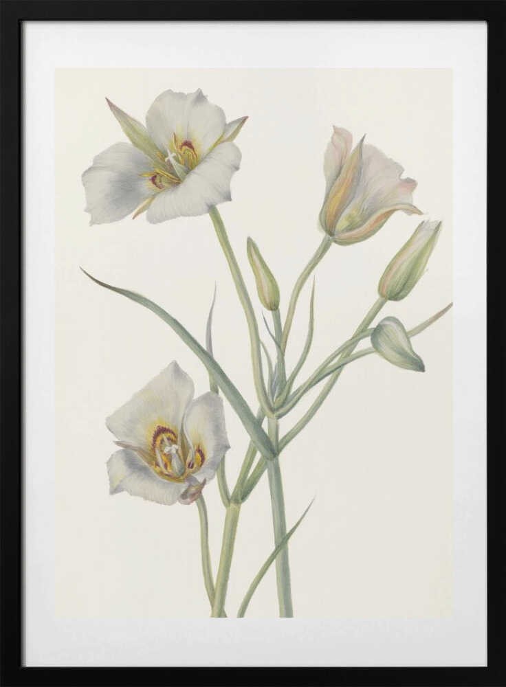 Sego Lily - Art Print by Mary Vaux Walcott