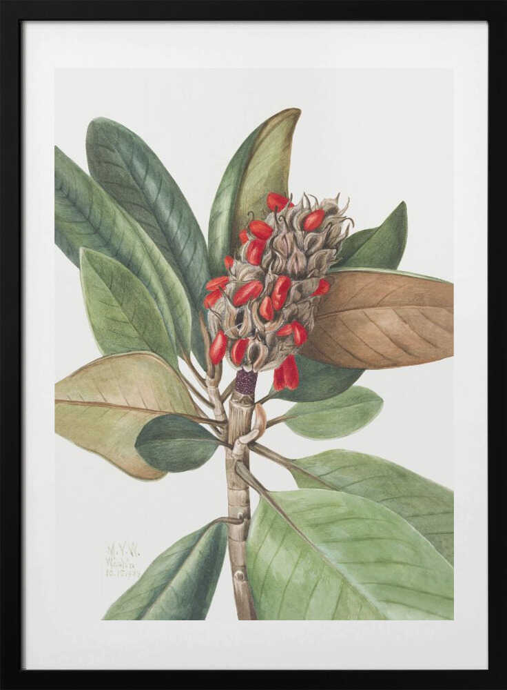 Southern Magnolia (1923) - Art Print by Mary Vaux Walcott