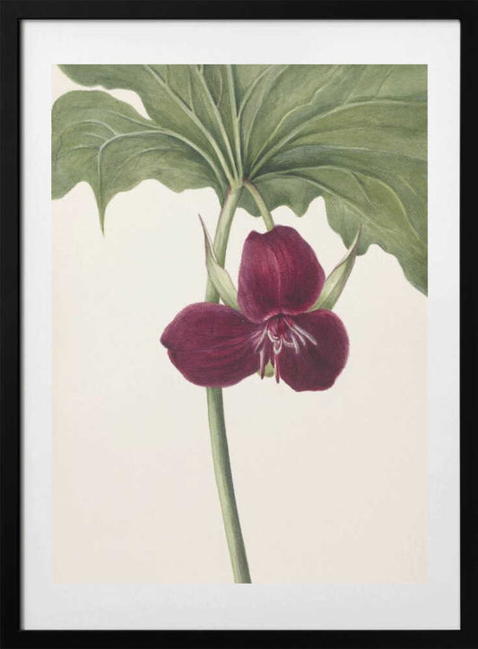 Sweet Trillium - Art Print by Mary Vaux Walcott