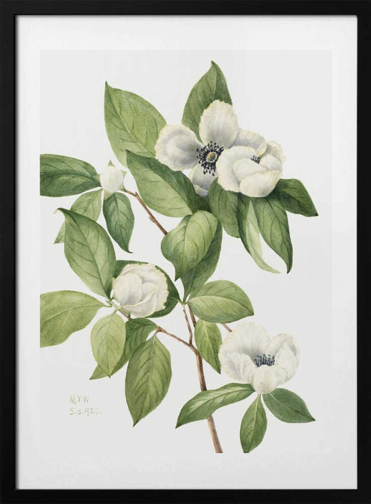 Virginia Stewartia (1925) - Art Print by Mary Vaux Walcott